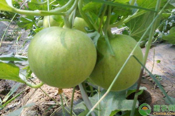 種植課堂：甜瓜如何補充營養(yǎng)才能長得又大又甜？-圖片版權歸惠農網所有