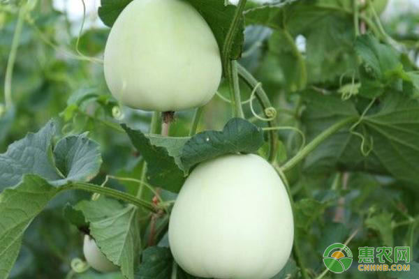 甜瓜種植技巧：高產(chǎn)又甜的管理技術(shù)-圖片版權(quán)歸惠農(nóng)網(wǎng)所有