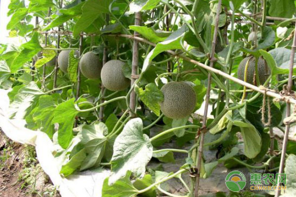 甜瓜細菌性果腐病的癥狀、發(fā)病規(guī)律及防治措施-圖片版權(quán)歸惠農(nóng)網(wǎng)所有