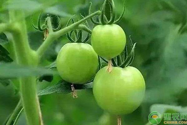 西紅柿根腐病的發(fā)病原因是什么？有哪些防治方法？-圖片版權(quán)歸惠農(nóng)網(wǎng)所有