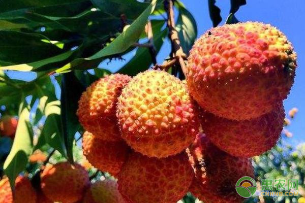 荔枝采摘后如何管理才能高產(chǎn)？-圖片版權(quán)歸惠農(nóng)網(wǎng)所有