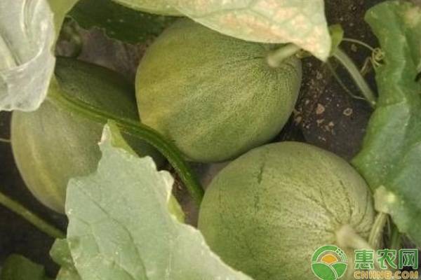 甜瓜細菌性果腐病的癥狀、發(fā)病規(guī)律及防治措施-圖片版權(quán)歸惠農(nóng)網(wǎng)所有