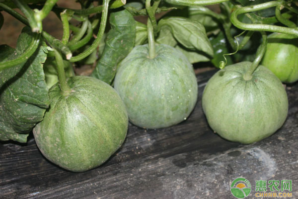 甜瓜種植技巧：高產(chǎn)又甜的管理技術(shù)-圖片版權(quán)歸惠農(nóng)網(wǎng)所有