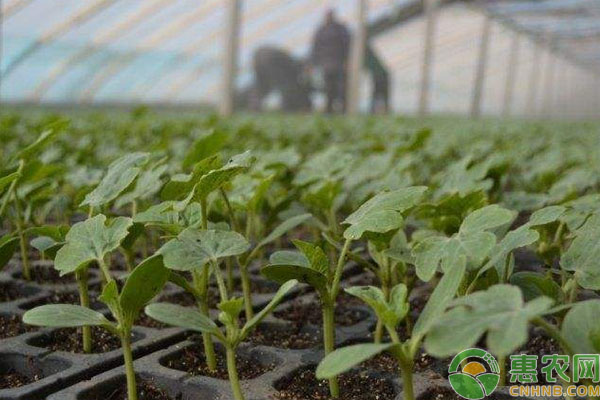 盆栽葫芦种植方法和要点-图片版权归惠农网所有