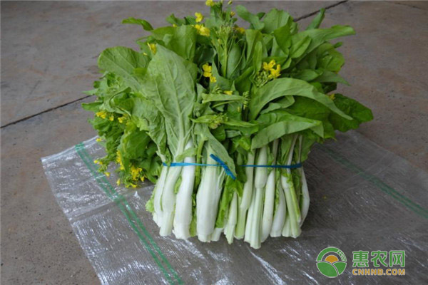 白菜苔種植時間和方法-圖片版權(quán)歸惠農(nóng)網(wǎng)所有