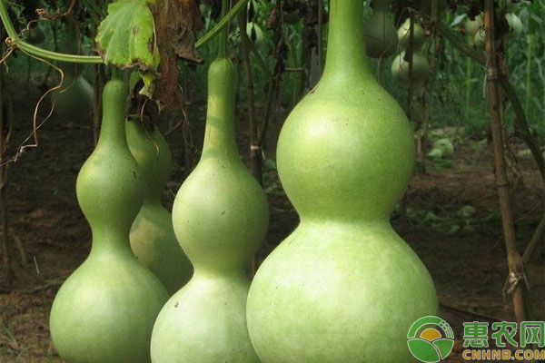 盆栽葫芦种植方法和要点-图片版权归惠农网所有
