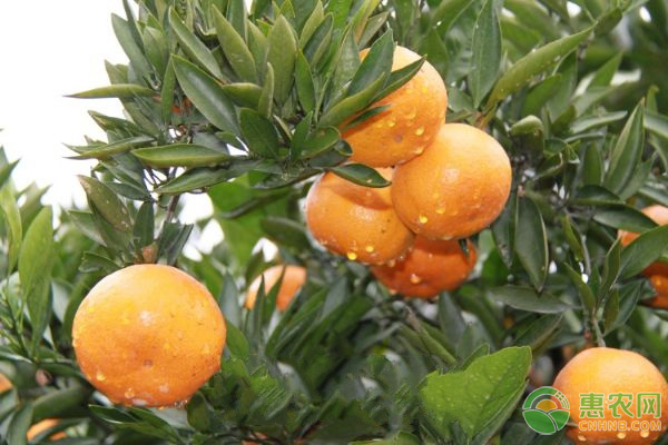 沃柑栽培管理方法技術(shù)-圖片版權(quán)歸惠農(nóng)網(wǎng)所有