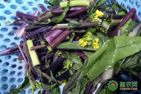 紅油菜苔防治有那些常見病害？-圖片版權(quán)歸惠農(nóng)網(wǎng)所有