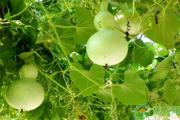 盆栽葫芦种植方法和要点-图片版权归惠农网所有
