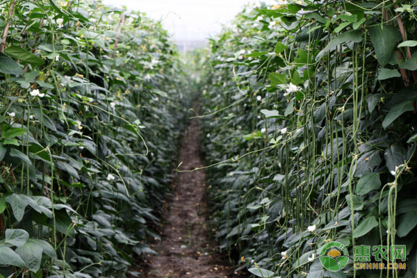 豆角种植条件和种植要点-图片版权归惠农网所有