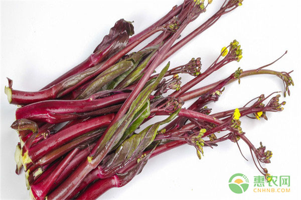 紅油菜苔防治有那些常見病害？-圖片版權(quán)歸惠農(nóng)網(wǎng)所有
