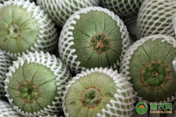 綠寶瓜的種植技術(shù)-圖片版權(quán)歸惠農(nóng)網(wǎng)所有