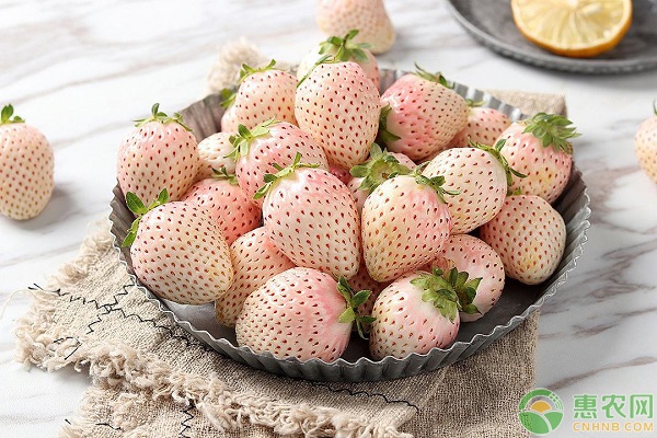 菠萝莓和白草莓的区别在哪?