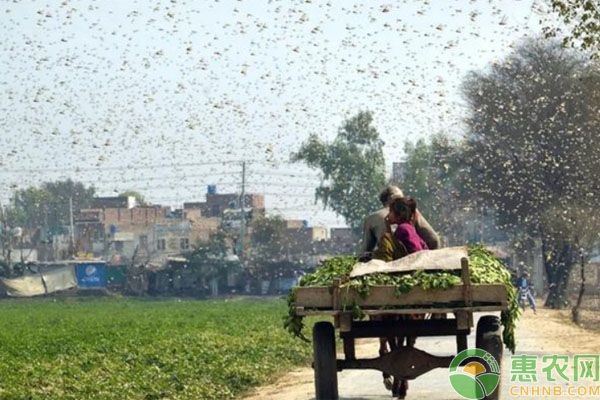 印度遭遇蝗虫疫情双重灾难，蝗灾可能引起大饥荒！