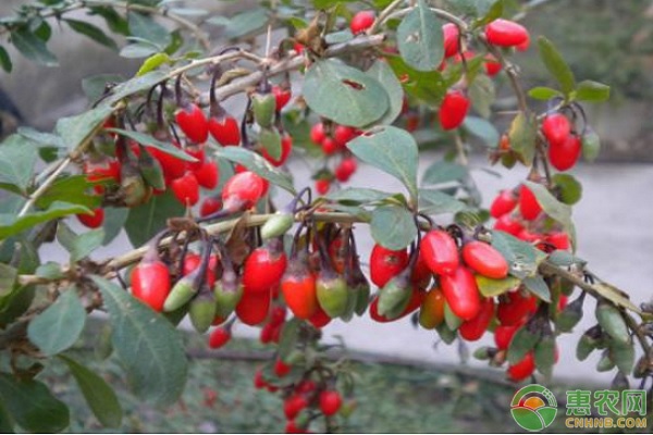 夏季枸杞為什么容易黃葉落葉？如何防治？-圖片版權(quán)歸惠農(nóng)網(wǎng)所有