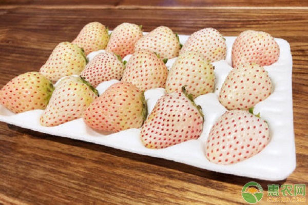 菠萝莓和白草莓的区别有哪些？