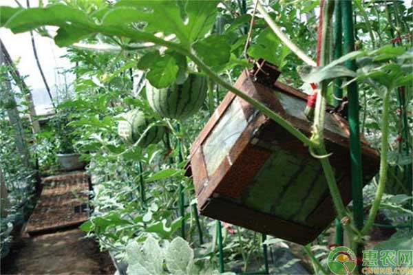 方形西瓜是怎么種植的？方形西瓜種植技術(shù)-圖片版權(quán)歸惠農(nóng)網(wǎng)所有