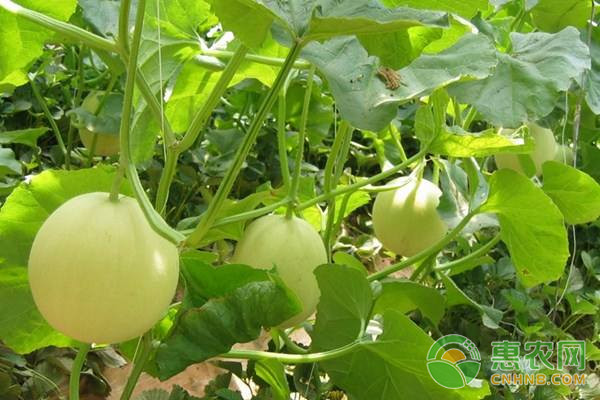 梨瓜的種植方法和時(shí)間-圖片版權(quán)歸惠農(nóng)網(wǎng)所有