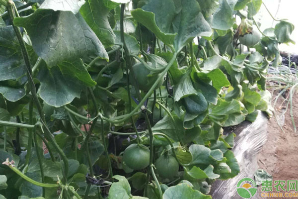 綠寶瓜種植方法和注意事項(xiàng)-圖片版權(quán)歸惠農(nóng)網(wǎng)所有