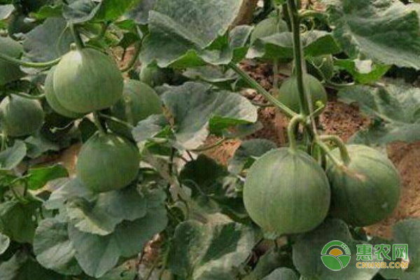 綠寶瓜的種植技術(shù)-圖片版權(quán)歸惠農(nóng)網(wǎng)所有