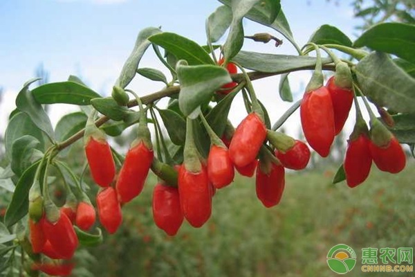 夏季枸杞為什么容易黃葉落葉？如何防治？-圖片版權(quán)歸惠農(nóng)網(wǎng)所有