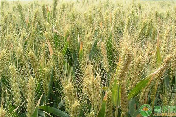 2020年6月全国小麦价格行情预测
