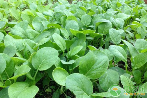 白菜常見病蟲害及防治方法-圖片版權(quán)歸惠農(nóng)網(wǎng)所有