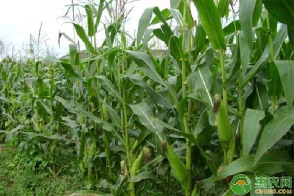 2020年6月全国鲜玉米价格行情预测