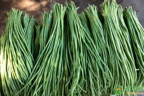 6月可以種植什么蔬菜？-圖片版權(quán)歸惠農(nóng)網(wǎng)所有