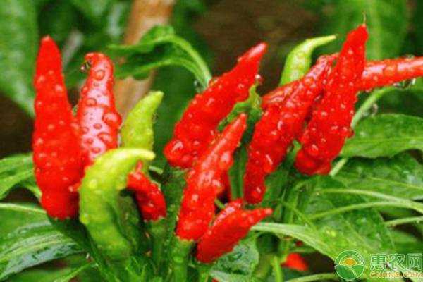 6月可以種植什么蔬菜？-圖片版權(quán)歸惠農(nóng)網(wǎng)所有