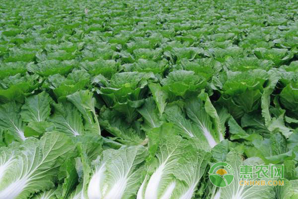 6月可以種植什么蔬菜？-圖片版權(quán)歸惠農(nóng)網(wǎng)所有