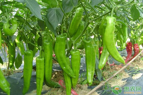 夏辣椒種植技術(shù)要點-圖片版權(quán)歸惠農(nóng)網(wǎng)所有