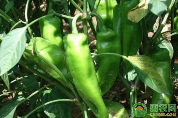 夏辣椒種植技術(shù)要點-圖片版權(quán)歸惠農(nóng)網(wǎng)所有