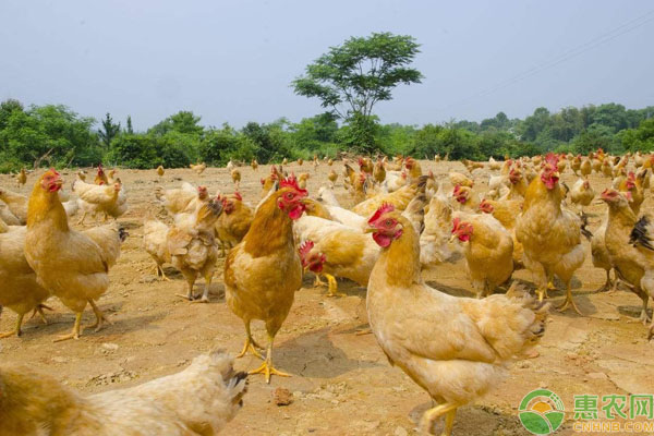 山东鸡蛋价格创年内新低，未来蛋鸡养殖还有前景么？