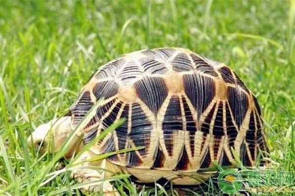 旱龟繁殖期一般在什么时候？需要注意什么？