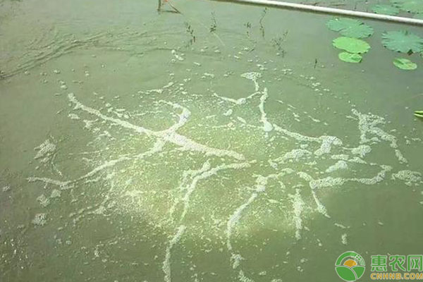 池塘常見的水色以及分辨方法-圖片版權(quán)歸惠農(nóng)網(wǎng)所有