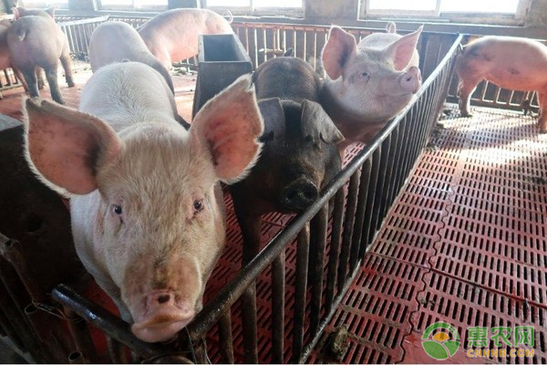 养猪的利润和成本是多少？一头猪能赚多少钱？