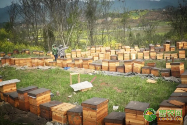 关于促进黑龙江省养蜂生产实现绿色优质发展的指导意见