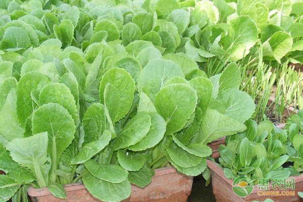 春油菜什么時候播種？春油菜種植技術(shù)-圖片版權(quán)歸惠農(nóng)網(wǎng)所有