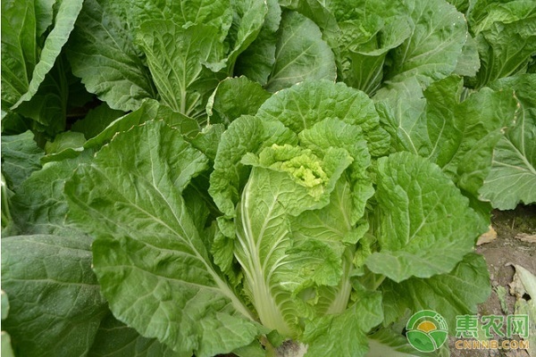 白菜要如何增產(chǎn)？白菜增產(chǎn)技巧介紹-圖片版權(quán)歸惠農(nóng)網(wǎng)所有