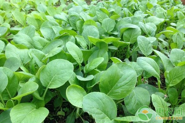 白菜葉面有灰褐色油漬狀是怎么回事？如何防治？-圖片版權(quán)歸惠農(nóng)網(wǎng)所有