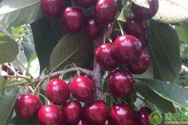 櫻桃花器變褐色是怎么回事？如何預防？-圖片版權(quán)歸惠農(nóng)網(wǎng)所有