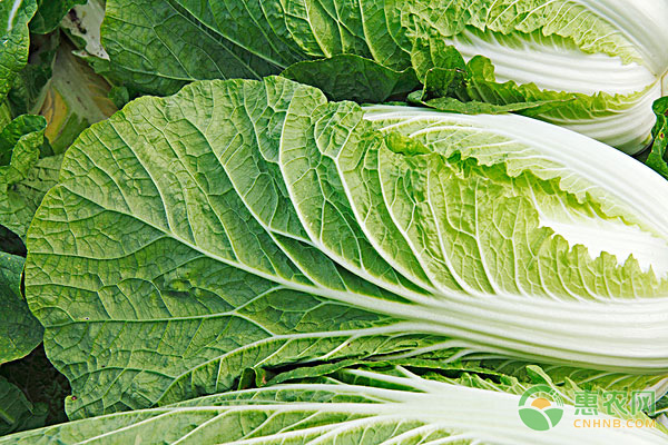 種植課堂：白菜如何防根腫？-圖片版權(quán)歸惠農(nóng)網(wǎng)所有