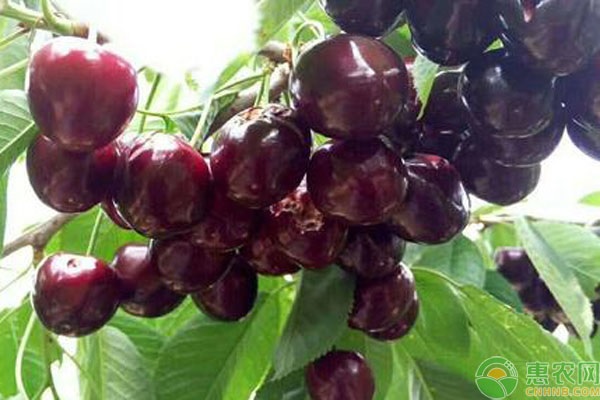 种植樱桃要如何提高坐果率？提高樱桃坐果率的方法介绍-图片版权归惠农网所有