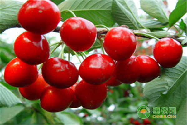 櫻桃土肥水管理如何做？-圖片版權(quán)歸惠農(nóng)網(wǎng)所有