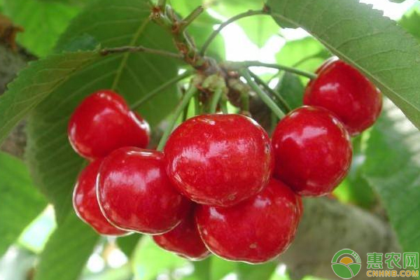 櫻桃整形修剪方法-圖片版權(quán)歸惠農(nóng)網(wǎng)所有