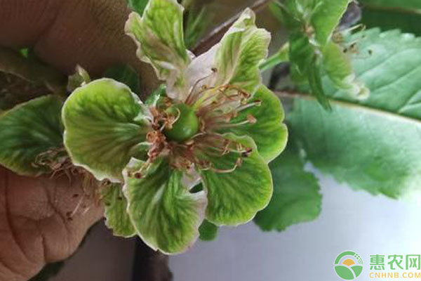 櫻桃花器變褐色是怎么回事？如何預防？-圖片版權(quán)歸惠農(nóng)網(wǎng)所有