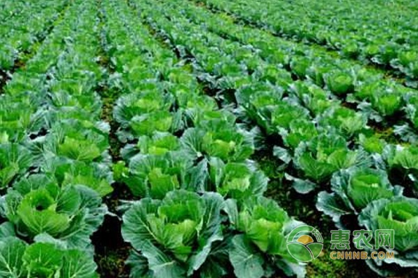 大白菜病毒病的防治技巧介紹-圖片版權(quán)歸惠農(nóng)網(wǎng)所有