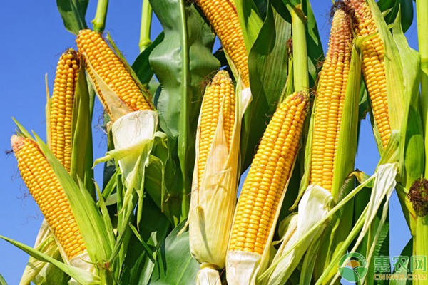 玉米价格不断上涨，影响玉米价格变化因素分析