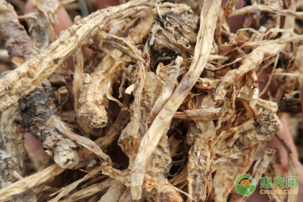 桔梗的種植技術(shù)及病害防治-圖片版權(quán)歸惠農(nóng)網(wǎng)所有